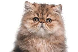 how often should you feed a persian cat?